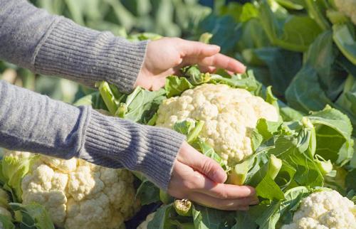 Уход за садом в октябре. Календарь осени: пять работ в саду и огороде в октябре