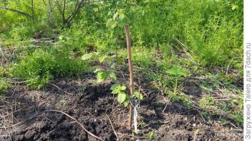 Весенние работы с саду. Новые соседи, крупные надежды