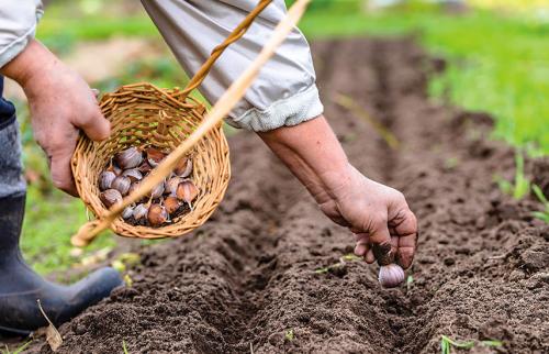 Уход за садом в октябре. Календарь осени: пять работ в саду и огороде в октябре