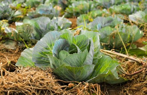 Уход за садом в октябре. Календарь осени: пять работ в саду и огороде в октябре