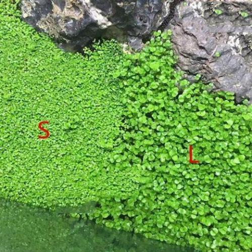 Хемиантус куба (Hemianthus Callitrichoides)