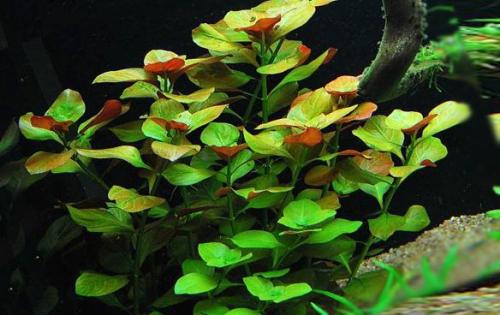 Самые дорогие аквариумные растения. Самые неприхотливые аквариумные растения для начинающих: список с фото, названиями и описанием