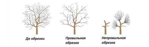 Обрезка взрослых деревьев. КАК ОБРЕЗАТЬ ВЗРОСЛЫЕ ПЛОДОВЫЕ ДЕРЕВЬЯ