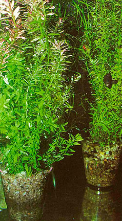 Как сажать растения в аквариум в горшочках. Самое читаемое