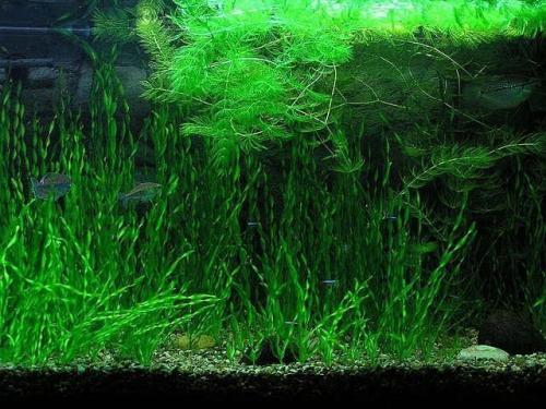 Как вырастить аквариумные растения в домашних условиях. Подготовка растений к посадке 13