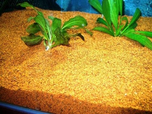 В какой грунт сажать аквариумные растения. ТОП-10 лучших грунтов для аквариумов