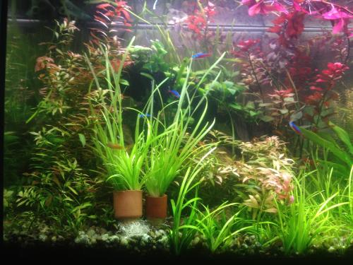 Как сажать растения в аквариум в горшочках. Самое читаемое