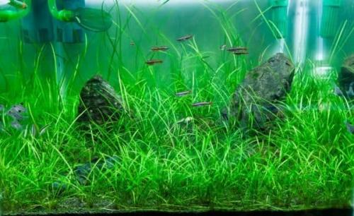 Как вырастить зелень в аквариуме. Порядок посадки растений в аквариум