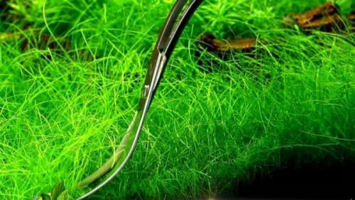 Как вырастить зелень в аквариуме. Порядок посадки растений в аквариум