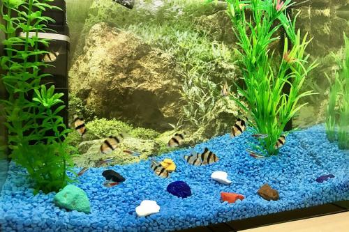 В какой грунт сажать аквариумные растения. ТОП-10 лучших грунтов для аквариумов