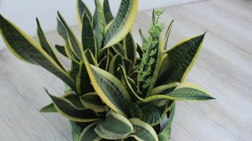 Тенелюбивые комнатные растения для ванной. 7 видов растений, которые подойдут для ванной комнаты без окон