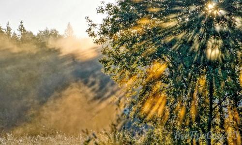 Редкие тенелюбивые садовые растения. Тенелюбивые растения для сада и огорода