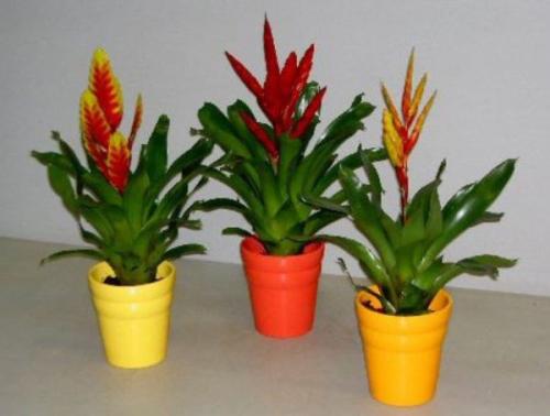 16 лучших комнатных тенелюбивых растений. Цветущие теневыносливые комнатные растения