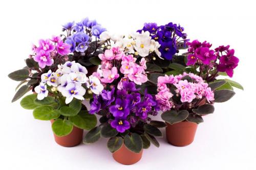 Ампельные тенелюбивые комнатные растения. Тенелюбивые цветущие комнатные растения с названиями