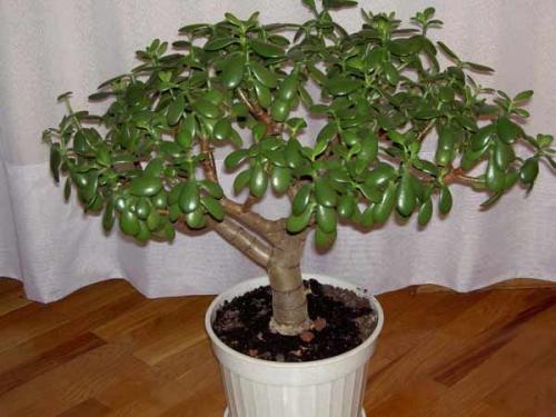 16 лучших комнатных тенелюбивых растений. Цветущие теневыносливые комнатные растения 12 16 лучших комнатных тенелюбивых растений. Цветущие теневыносливые комнатные растения 12