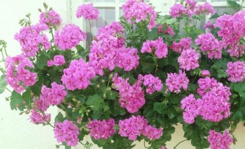 Ампельные цветы в кашпо. Садовые растения 10