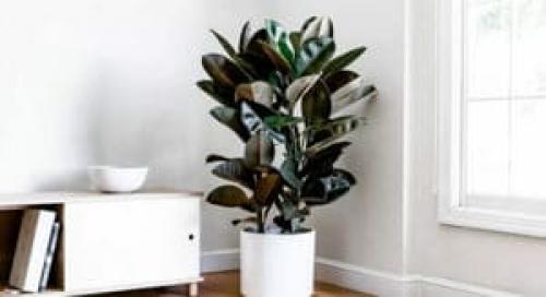 Выбираем комнатные растения для прихожей. Тенелюбивые комнатные растения для прихожей