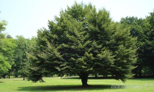 Редкие тенелюбивые садовые растения. Тенелюбивые растения для сада и огорода