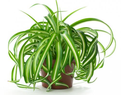 Тенелюбивые комнатные растения для ванной. 7 видов растений, которые подойдут для ванной комнаты без окон