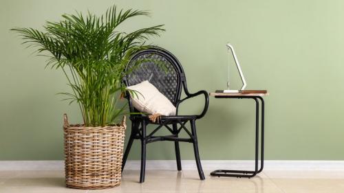 Ампельные тенелюбивые комнатные растения. Тенелюбивые цветущие комнатные растения с названиями 05 Ампельные тенелюбивые комнатные растения. Тенелюбивые цветущие комнатные растения с названиями 05