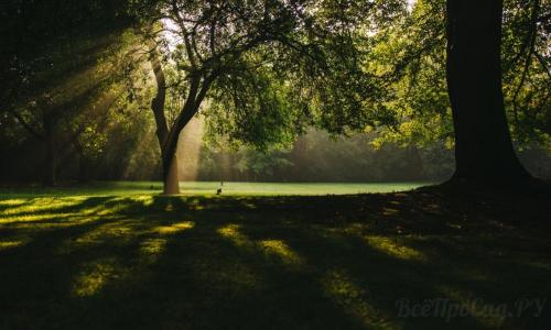 Редкие тенелюбивые садовые растения. Тенелюбивые растения для сада и огорода