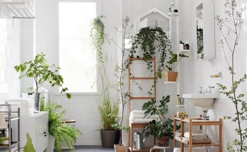 Тенелюбивые комнатные растения для ванной. 7 видов растений, которые подойдут для ванной комнаты без окон