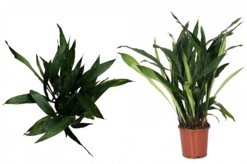 Тенелюбивые комнатные растения для ванной. 7 видов растений, которые подойдут для ванной комнаты без окон