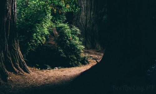 Редкие тенелюбивые садовые растения. Тенелюбивые растения для сада и огорода