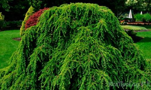 Редкие тенелюбивые садовые растения. Тенелюбивые растения для сада и огорода