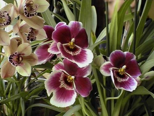 16 лучших комнатных тенелюбивых растений. Цветущие теневыносливые комнатные растения