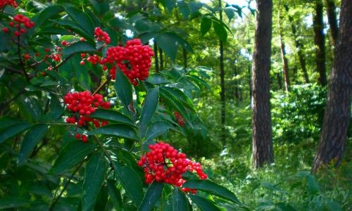 Редкие тенелюбивые садовые растения. Тенелюбивые растения для сада и огорода