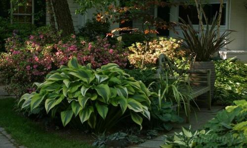 Редкие тенелюбивые садовые растения. Тенелюбивые растения для сада и огорода