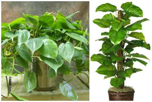 Тенелюбивые комнатные растения для прихожей. Декоративно-лиственные тенелюбивые растения