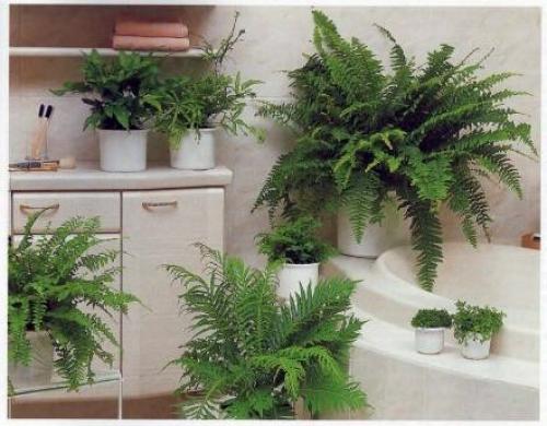 Тенелюбивые комнатные растения для ванной. Цветы в ванную комнату без окон, какие лучше