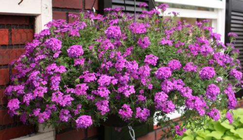 Ампельные цветы в кашпо. Садовые растения 17