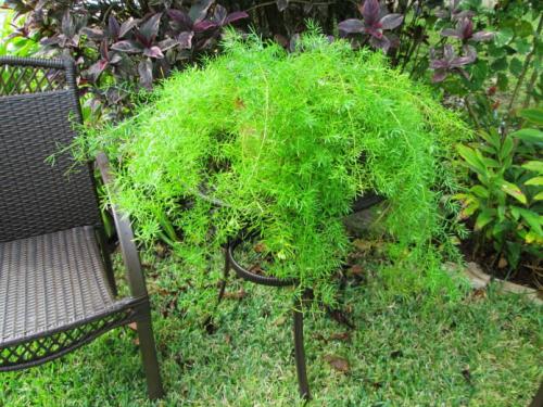 Ампельные цветы в кашпо. Садовые растения 03