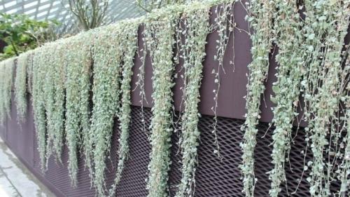 Ампельные цветы в кашпо. Садовые растения 14