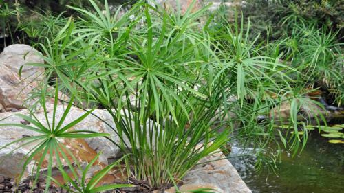 Тенелюбивые комнатные растения для ванной. 7 видов растений, которые подойдут для ванной комнаты без окон