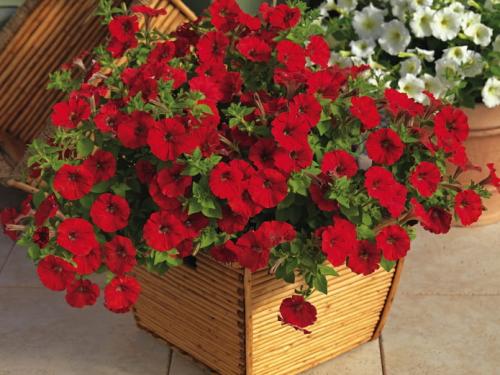 Ампельные цветы в кашпо. Садовые растения 01