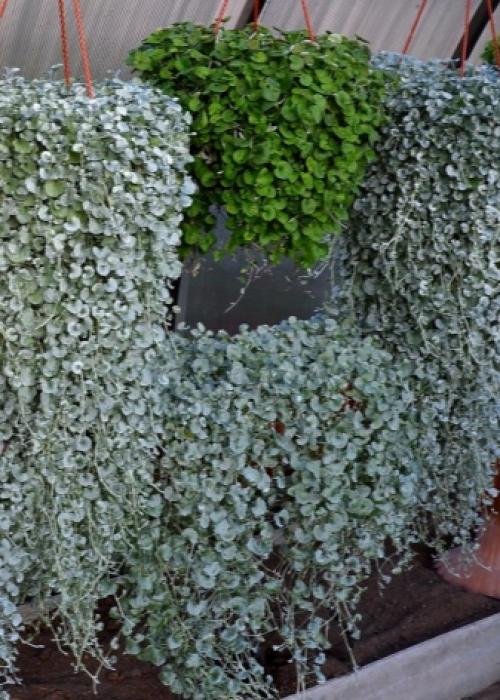 Ампельные цветы в кашпо. Садовые растения 15