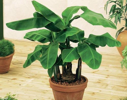 Ампельные тенелюбивые комнатные растения. Тенелюбивые цветущие комнатные растения с названиями 04 Ампельные тенелюбивые комнатные растения. Тенелюбивые цветущие комнатные растения с названиями 04