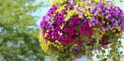 Ампельные цветы в кашпо. Садовые растения 06