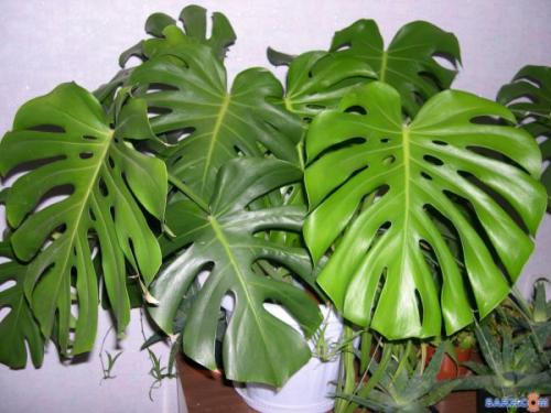 16 лучших комнатных тенелюбивых растений. Цветущие теневыносливые комнатные растения 15 16 лучших комнатных тенелюбивых растений. Цветущие теневыносливые комнатные растения 15