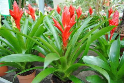 Тенелюбивые комнатные растения для прихожей. Декоративно-лиственные тенелюбивые растения 22