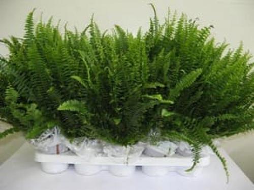 Выбираем комнатные растения для прихожей. Тенелюбивые комнатные растения для прихожей