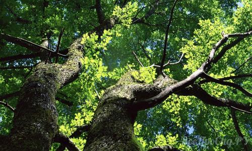 Редкие тенелюбивые садовые растения. Тенелюбивые растения для сада и огорода