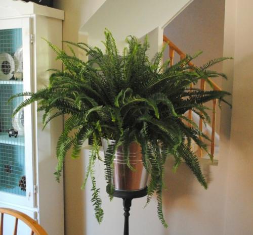 Какие комнатные растения могут расти без солнечного света. 21 растение, которому достаточно мало света