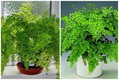 Тенелюбивые комнатные растения для прихожей. Декоративно-лиственные тенелюбивые растения