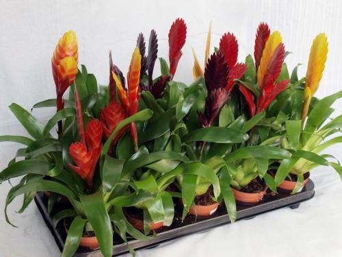 Ампельные тенелюбивые комнатные растения. Тенелюбивые цветущие комнатные растения с названиями