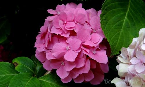 Редкие тенелюбивые садовые растения. Тенелюбивые растения для сада и огорода